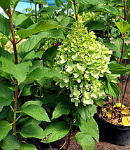 Гортензія волотиста Мохіто / С7,5 / Hydrangea paniculata Mojito, фото 3