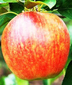 Саджанці яблуні Целесте