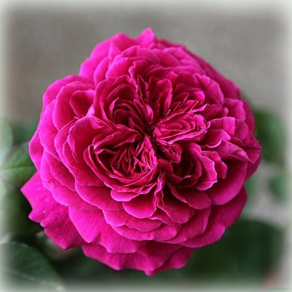 Троянда англійська Дарк Леді (Thе Dark Lady), фото 1