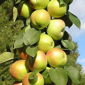 Саджанці колоновидної яблуні Патріот (літня)