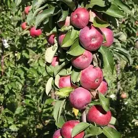 Саджанці колоновидної яблуні Скорпіон (осіння)