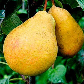 Саджанці груші Весільна