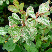 Барбарис Тунберга Келлеріс саджанці в контейнерах Berberis Thunbergii Kelleriis