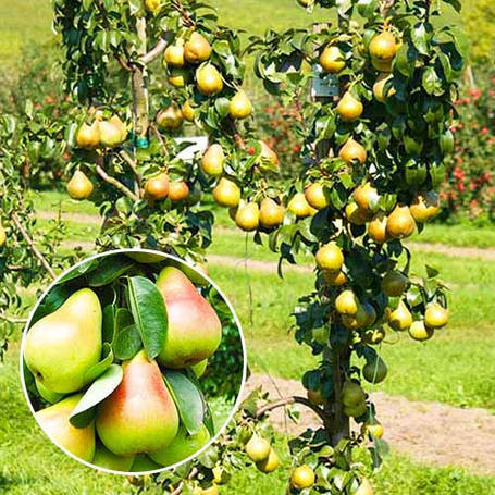 Саджанці колоновидних груш