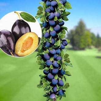 Саджанці колоновидних слив