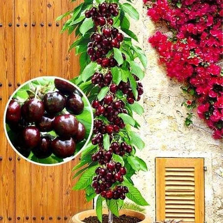 Саджанці колоновидної вишні