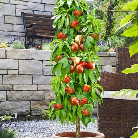 Сажданці колоновидного нектарина