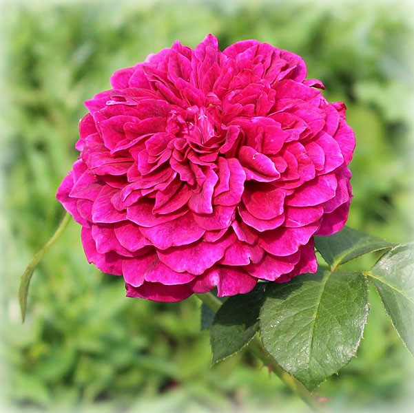 Троянда англійська Просперо (Prospero), фото 1