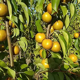 Саджанці азіатської груші Косуі