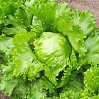 Салат "Снігова королева" типу "Айсберг" (насіння 0,5 г)