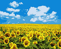 Картина по номерам соняшники 40 х 50 см Artissimo PN5379 Поле соняшників melmil