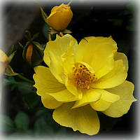 Роза Зоненширм (Sonnenschirm), почвопокровная в контейнере