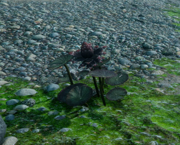 Семена лотос Чёрный индия (ID#1654993511), цена: 199 ₴, купить на Prom.ua