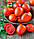 Насіння томатів Чіблі F1 2500 шт, Syngenta, фото 2
