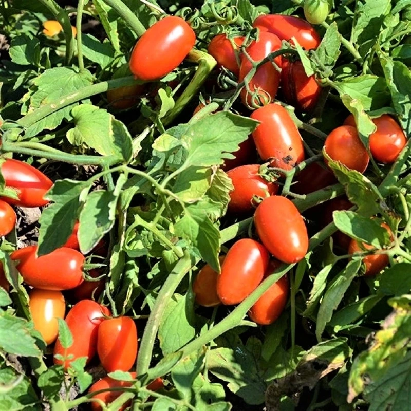 Насіння томатів Умекс F1 2500 шт, Syngenta