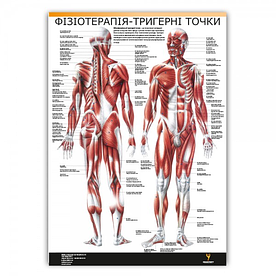 Плакат "Фізіотерапія-тригерні точки" 30см х 42см (1 плакат)