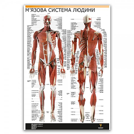 Плакат "М'язова система людини" (розріз м'язів) 30см х 42см (1 плакат)