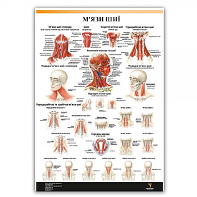 Плакат "М'язи шиї" 30см х 42см (1 плакат)