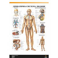 Плакат "Лимфатическая система человека" 30см х 42см (1 плакат)