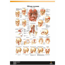 Плакат "М'язи голови" 30см х 42см (1 плакат)
