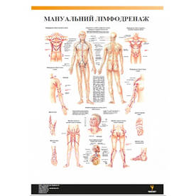 Плакат "Мануальний лімфодренаж" 30см х 42см (1 плакат)