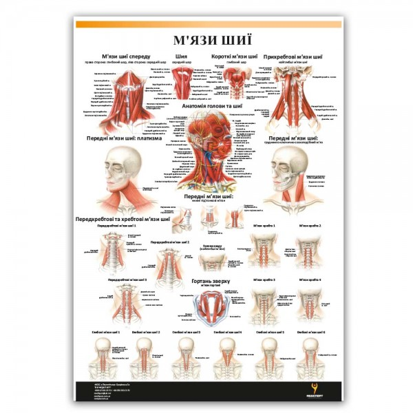 Плакат "М'язи шиї" 30см х 42см (1 плакат)
