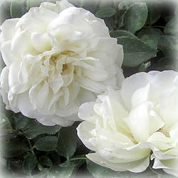 Троянда грунтопокривна Вайт Мейділанд (White Meidiland)