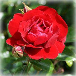 Троянда грунтопокривна Майнауфойє (Mainaufeuer)