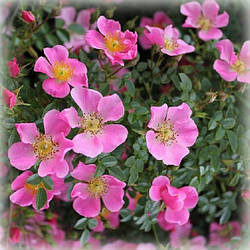 Троянда грунтопокривна Центр Стейдж / Міні Лав (Centre Stage / Mini Love)