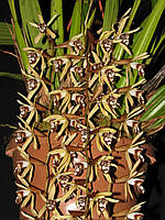 Орхидея Coelogyne pulverula