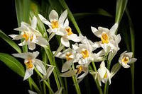 Орхидея Coelogyne nitida