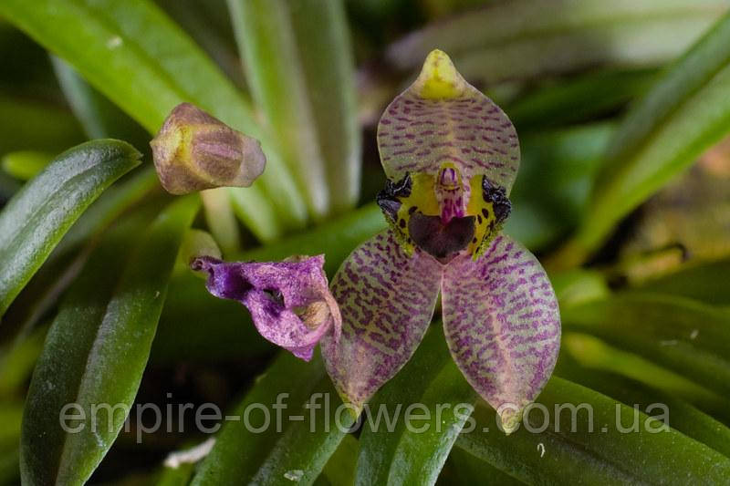 Орхидея Dryadella cristata - фото 1 - id-p1655571897