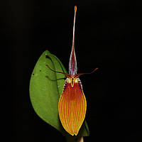 Орхидея Restrepia brachypus