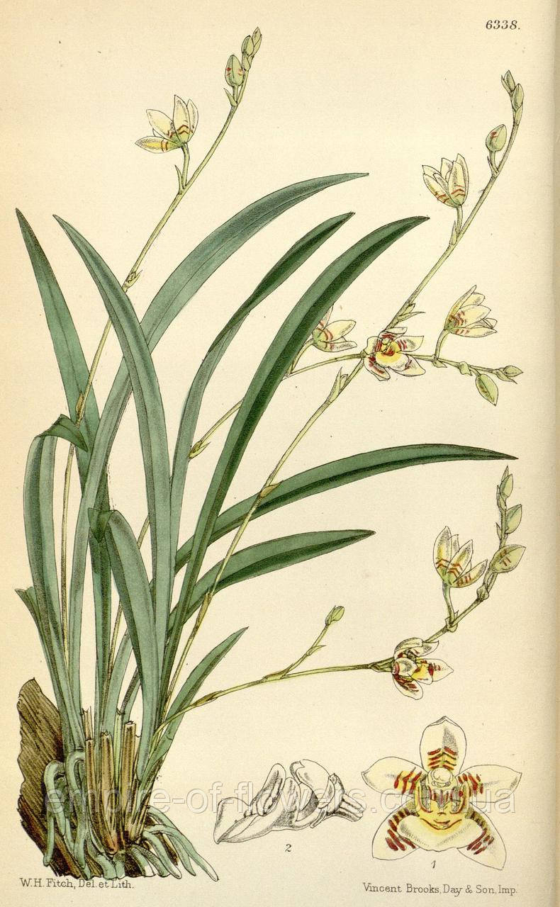 Орхидея Koellensteinia graminea - фото 5 - id-p1655599214