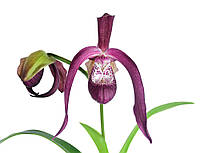 Орхидея Пафипедилиум Phragmipedium Ecuagenera Gigi
