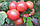 Насіння томатів Хапінет F1 1000 шт, Syngenta, фото 2