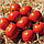 Насіння томатів Мамако F1 2500 шт, Syngenta, фото 2