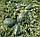 Насіння кавуна Мірсіні F1 1000 шт, Syngenta, фото 3
