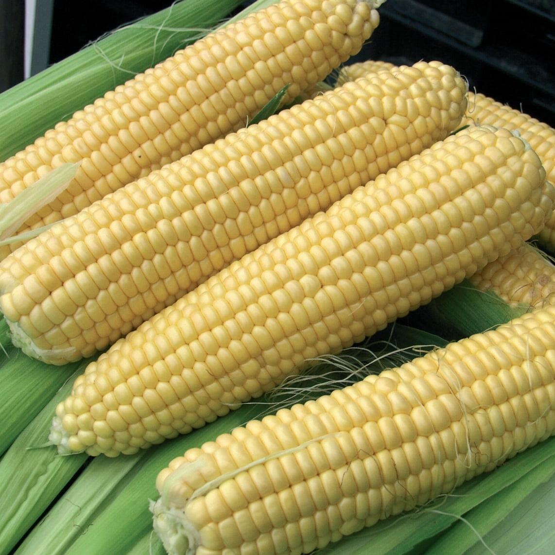 Семена кукурузы Шайнрок F1 100000 шт, Syngenta - фото 1 - id-p1655784033