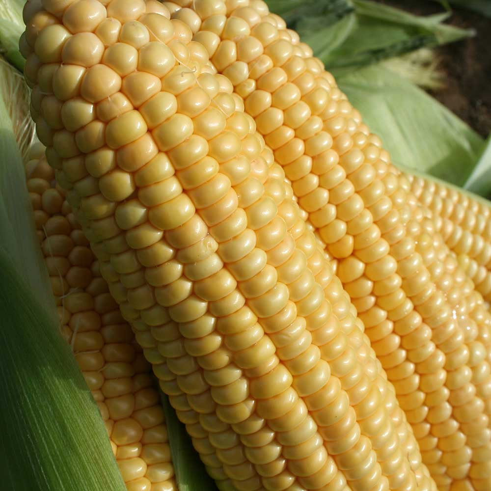 Семена кукурузы Шайнрок F1 100000 шт, Syngenta - фото 2 - id-p1655784033