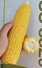 Насіння кукурудзи GSS 8529 F1 100000 шт, Syngenta, фото 3