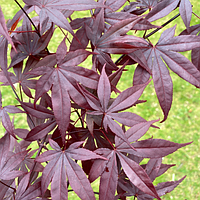 Клен японський "Livy". Клен японский "Ливи". Acer palmatum "Livy".