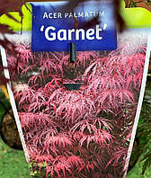 Клен японский "ГРАНАТ" Acer palmatum dissectum "Garnet".