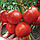 Насіння томатів Бостіна F1 500 шт, Syngenta, фото 2