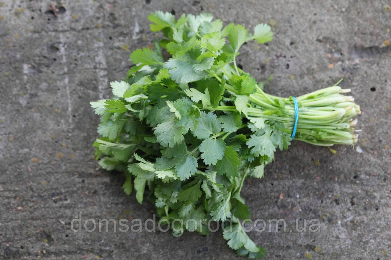 Кориандр КЕНЗО  100 гр  Breeding Seeds
