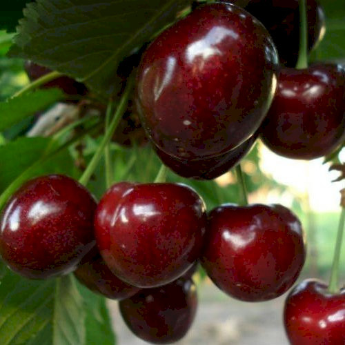 Саджанці черешні Техлован (пізньоспілий сорт), фото 1