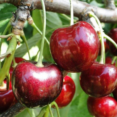 Саджанці черешні Фердус (раньоспілий сорт), фото 1