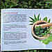 Аюрведичний натуральний порошок Троянда  50 гр, фото 2