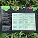 Аюрведичний натуральний порошок ТУЛСІ (базилік)   50 гр, фото 3
