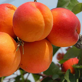 Саджанці колоноподібного абрикоса Первайс